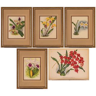 Group of Five Floral Colored Chrome Lithographs