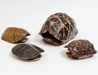 GROUP OF FOUR 19th C. TORTOISE SHELLS