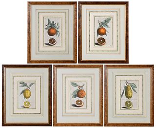 Five Cornelis Kick Engravings of Citrus Fruits