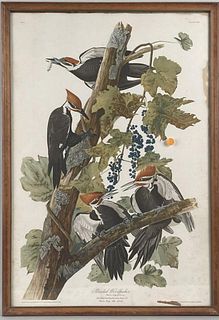 After J.J.Audubon Print "Pileated Woodpecker"