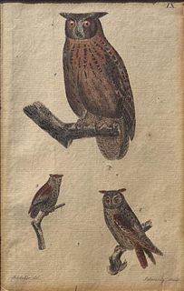 Badeker, Hand Colored Owl Engraving