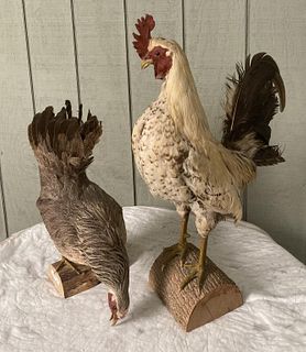 Two Taxidermy Chickens