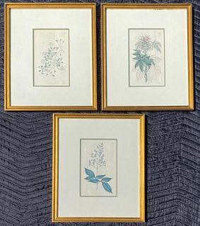 Group Three Framed Curtis Botanical Engravings