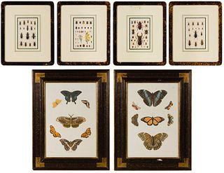 Entomology Colored Etching and Print Assortment