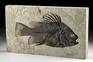 Stunning Fossilized Priscacara Fish in Sandstone Matrix