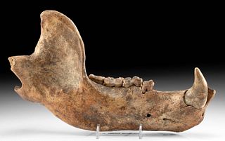 Eastern European Fossilized Cave Bear Jaw w/ Teeth