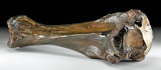 Fossilized European Woolly Mammoth Radius Leg Bone