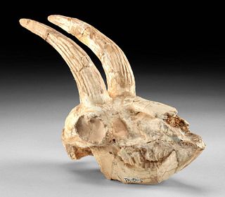 Rare Fossilized Gazella Gaudryi Skull w/ Horn Cores