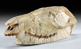 Fossilized Three Toed Horse Upper Skull & Teeth