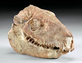 Fossilized Oreodont Merycoidodon Culbertsoni Skull