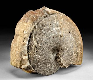 Large Fossilized Ammonite Placenticeras Meeki in Matrix