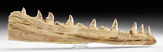 Fossilized Mosasaur Prognathodon Jaw w/ Teeth