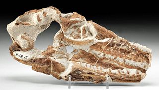 Fossilized Mosasaur Skull - Rare Tethysaurus Nopcsai