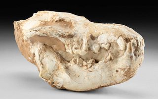 Rare / Complete Fossilized Hyena Adcrocuta Skull