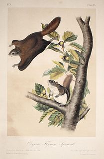 John James Audubon - Oregon Flying Squirrel