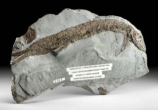 Fossilized Thrissops Fish & Ammonites in Matrix
