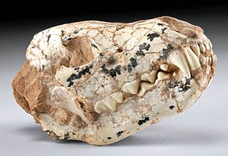 Rare Fossilized Hyena Palinhyaena Skull - Bone Crusher!