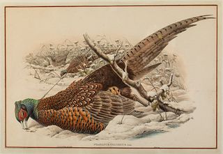J. Gould and W. Hart, Pheasant, Lithograph