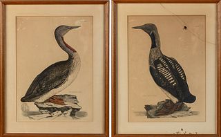 Two P.J. Selby Hand-Colored Engravings of Birds