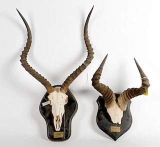 Lot of 2 Consisting of One Hartebeeste Partial Skull Mount and One Impalla Skull Mount 