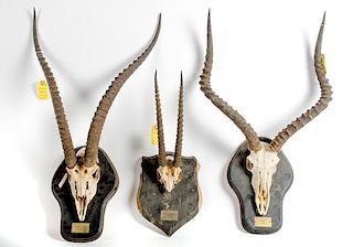 Lot of 3 Skull Mounts Consisting of One Impalla, One Grant's Gazelle and One Thomson's Gazelle 