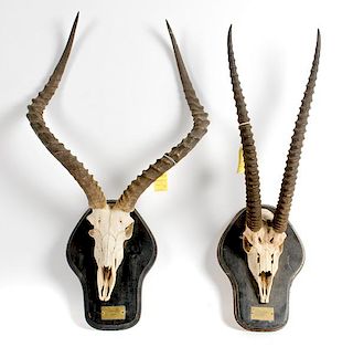 Lot of 2 Skull Mounts Consisting of One Grant's Gazelle and One Impalla 