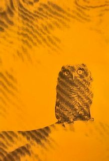 Ryan McGinley 'Owl' Poster
