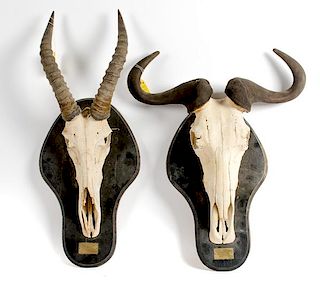 Lot of 2 Mounts Consisting of One Gnu Mount and One Topi Mount 