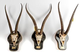 Lot of 3 Grant's Gazelle Skull Mounts 