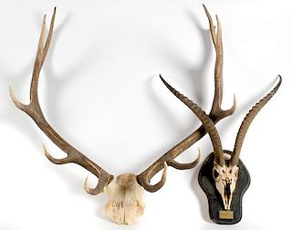 Lot of 2 Consisting of One Set of Elk Antler with Skull Cap and One Robert's Gazelle 