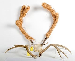 Lot of 3 Antlers 