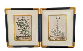 Pair of Botanical Prints
