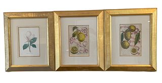 Three Botanical Prints