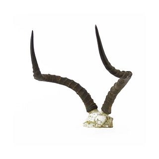African Gazelle Skull and Horn