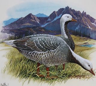 Don Balke (B. 1933) "Emperor Goose" Watercolor