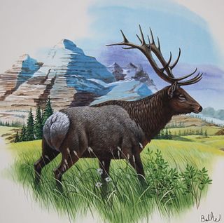 Don Balke (B 1933) "Rocky Mountain Elk" Watercolor
