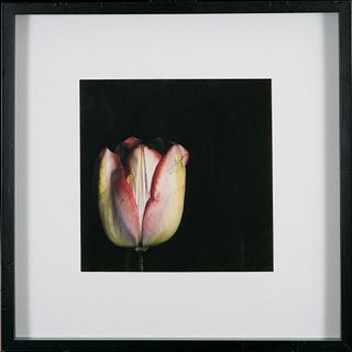 Richard Paul Hoyer, Tulip
