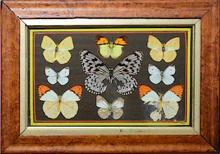 GROUP OF THREE BUTTERFLY PICTURES