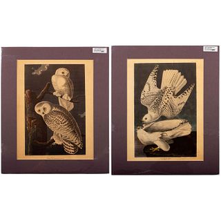2pc Audubon Reproduction Prints Snowy Owl and Iceland Falcon