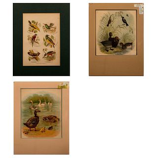 4pc Lithograph Art Prints, Bird Groups