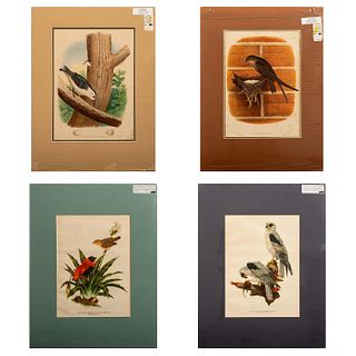 4pc Lithograph Prints Gentry and Amuchastegui Birds