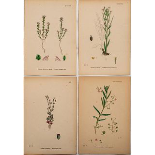 4pc Sowerby's Botany, Hand-colored Botanical Prints