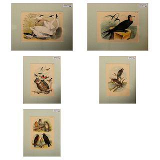 5pc Lithograph Art Prints, The Birds of North America