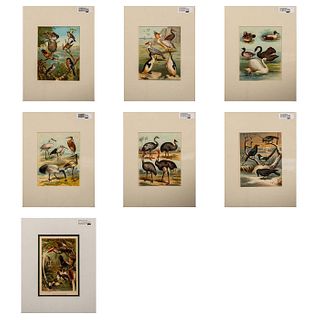 6pc Chromolithograph Art Prints, Birds of the World