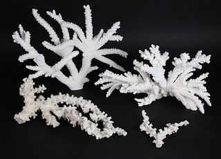 Three Pieces of Fossilized White Tropical Coral