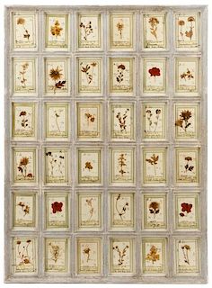 1920s Italian Collection of Dried Flower Specimens