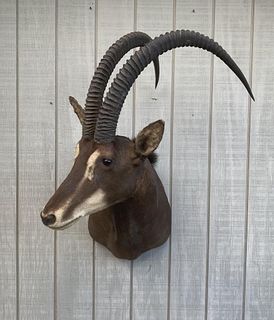 African Sable Antelope Taxidermy Shoulder Mount