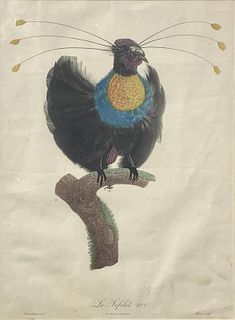 Framed Engraving, Bird of Paradise, Barraband