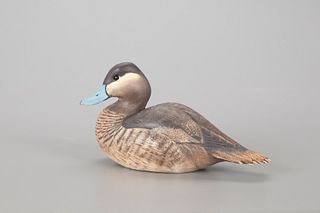 Ruddy Duck, The Ward Brothers