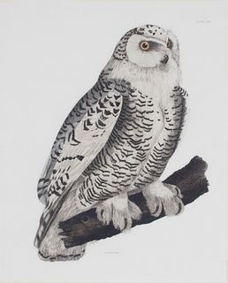 Prideaux John Selby (British, 1788-1867), Snowy Owl